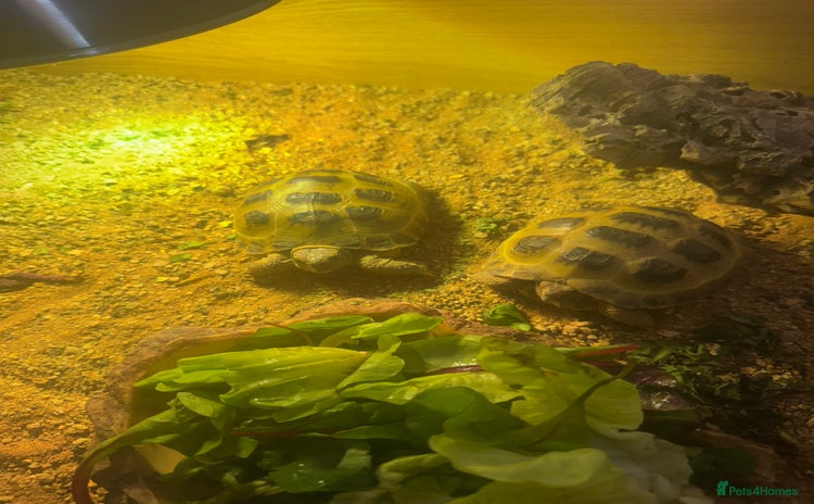Hermann Tortoise reptiles - Advert 1
