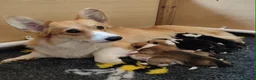 Welsh Corgi Pembroke dogs for sale: Welsh Corgi (Pembroke) - Advert 1