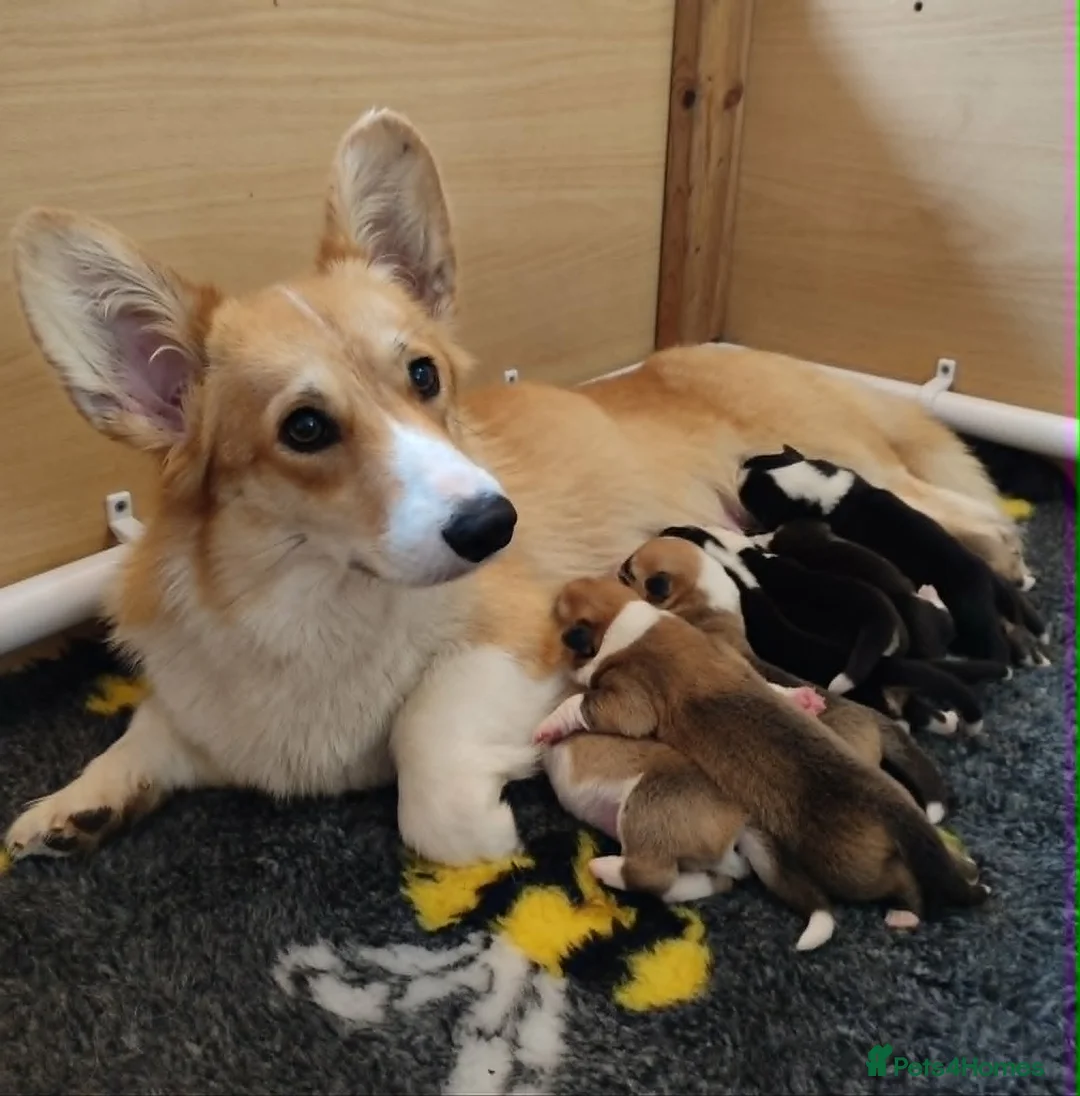 Welsh Corgi Pembroke dogs for sale: Welsh Corgi (Pembroke) - Advert 1