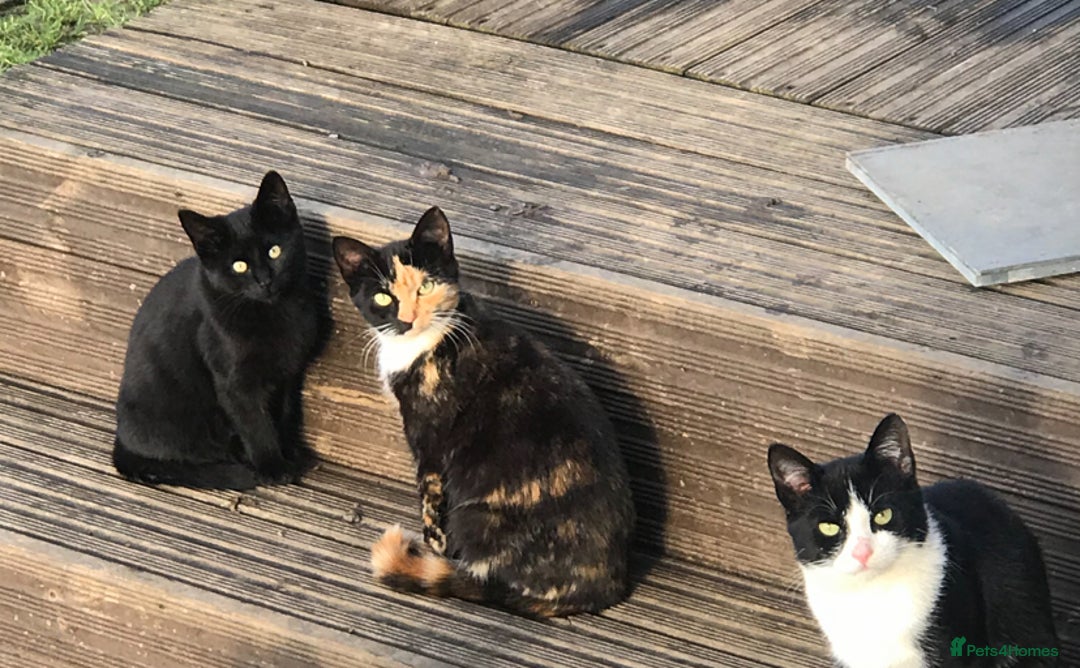 Mixed Breed cats for sale:  female kittens  - Image 5