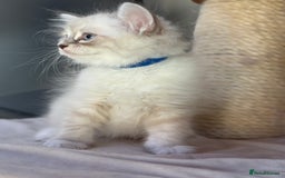Siberian cats for sale: Only one Champion line girl available 🥰🥰 - Image 2