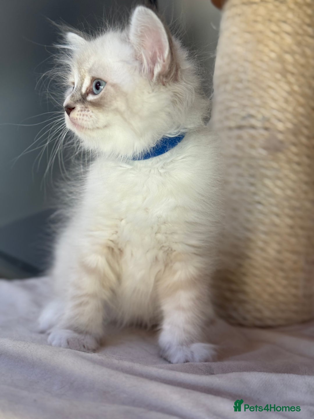 Siberian cats for sale: Only one Champion line girl available 🥰🥰 - Image 2
