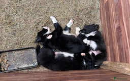 Border Collie dogs for sale: Border Collie Puppies for sale - Image 2