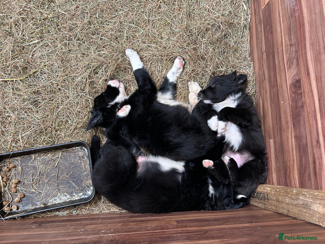 Border Collie dogs for sale: Border Collie Puppies for sale - Image 2