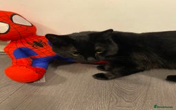 Domestic Shorthair cats for sale: 1 year old boy looking for his new home! - Image 1