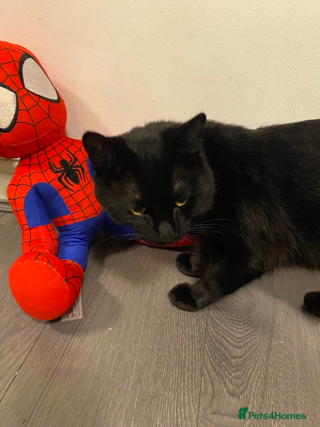 Domestic Shorthair cats for sale: 1 year old boy looking for his new home! - Image 1