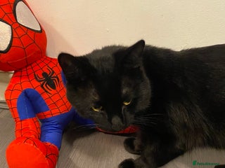 Domestic Shorthair cats - Advert 2