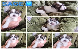 Lhasa Apso dogs for sale: Beautiful Lhasa Apso pups - Image 3