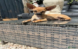Chihuahua dogs for sale: Short hair white chihuahua & deer head chihuahua  - Image 2
