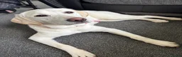 Labrador Retriever dogs for sale: 8 month old female Labrador retriever  in Falmouth - Advert 3