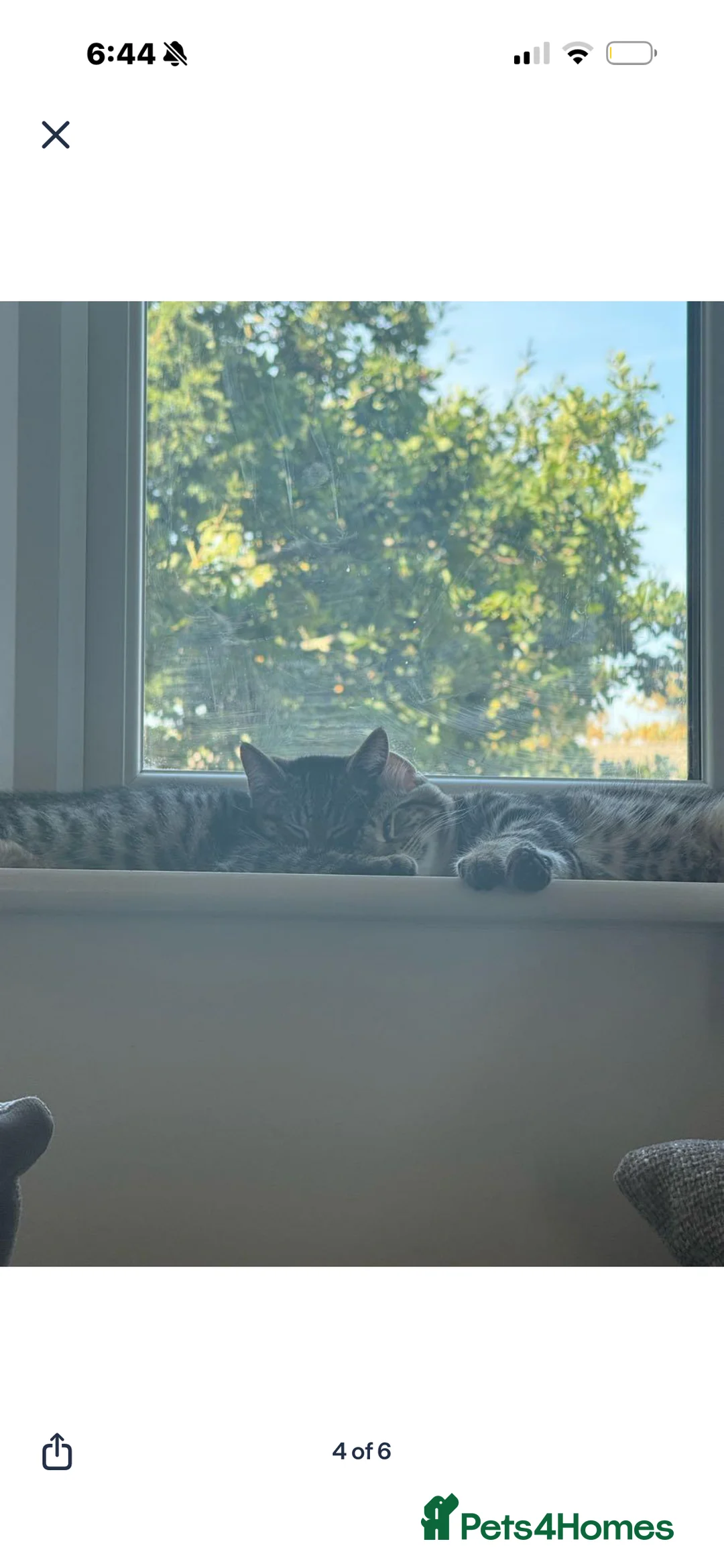 Mixed Breed cats for sale: Male and Female kitten for sale  in Slough - Advert 2