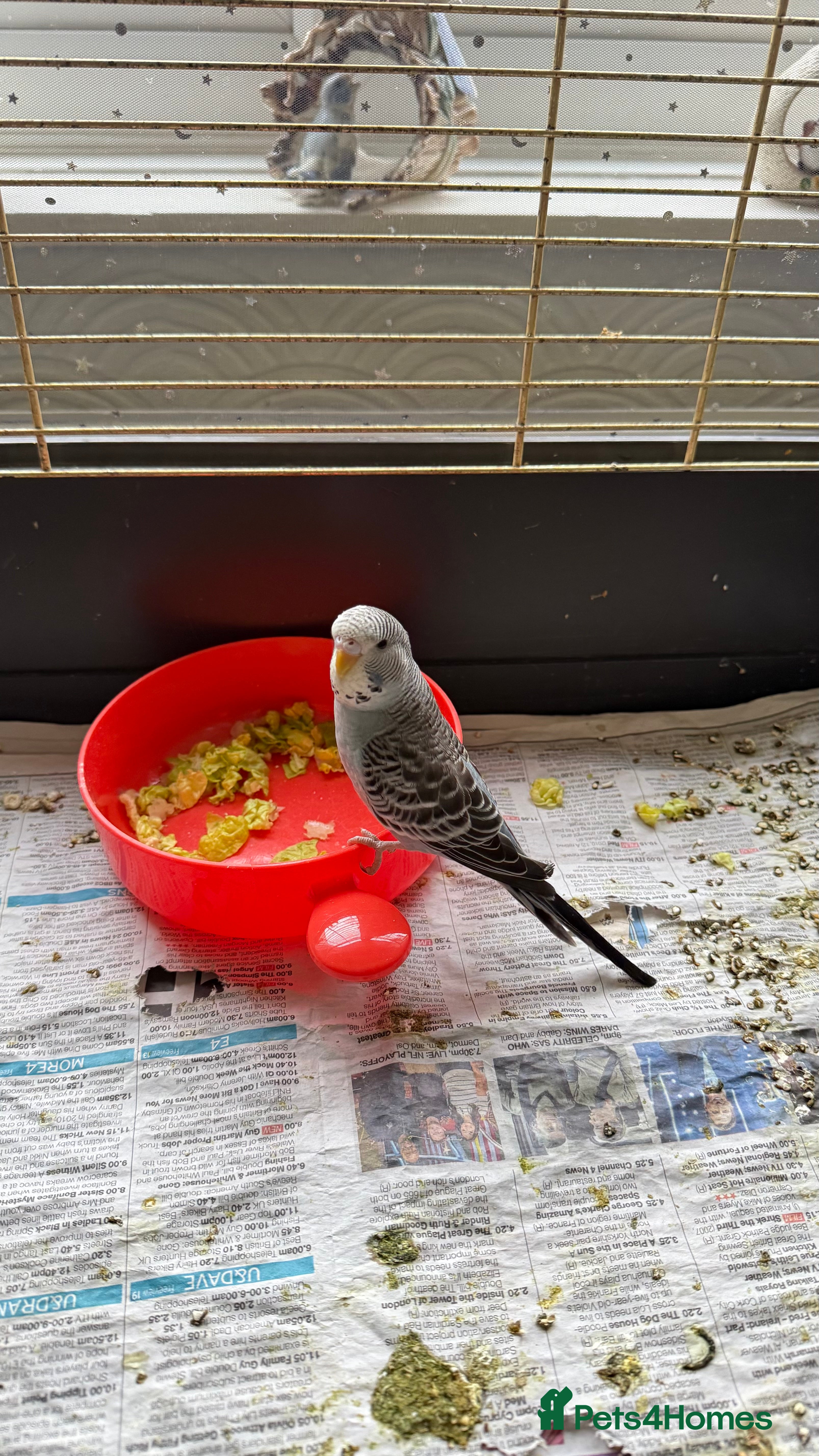 Budgerigars birds budgies - Advert 1