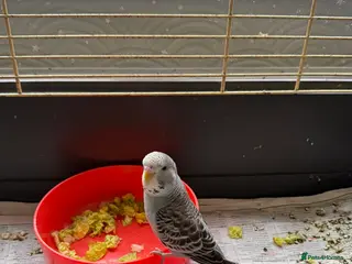 Budgerigars birds budgies - Advert 10