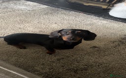 Miniature Dachshund dogs for sale: Miniature Dachshund Girl. - Advert 3
