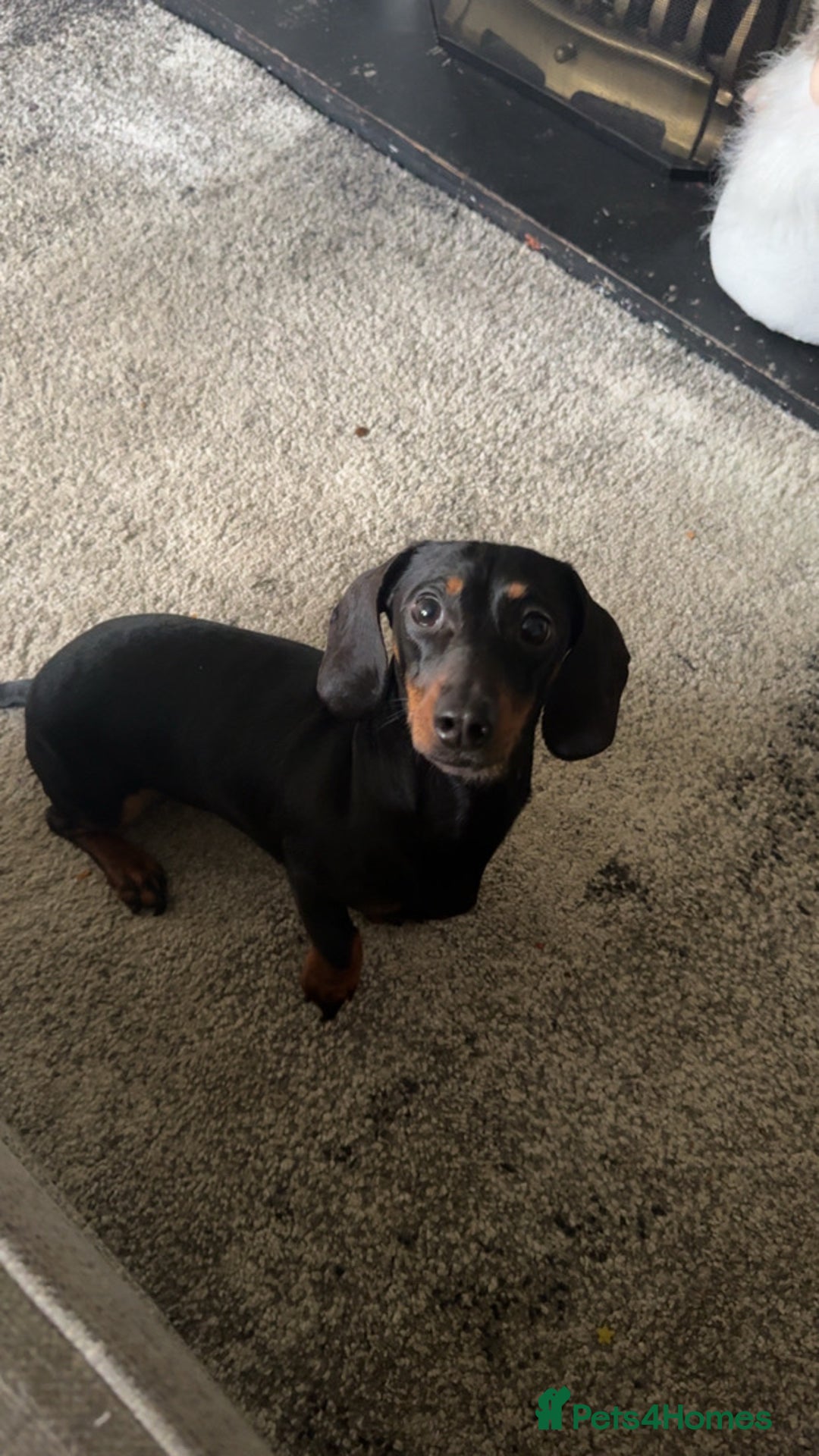Miniature Dachshund dogs for sale: Miniature Dachshund Girl. - Advert 3