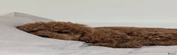 Toy Poodle dogs for sale: Pedigree Toy Poodle Puppies - Advert 12
