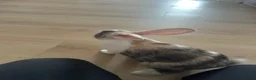 Mixed Breed rabbits for sale: Beautiful Spot mix Bunny in Gosport - Advert 8