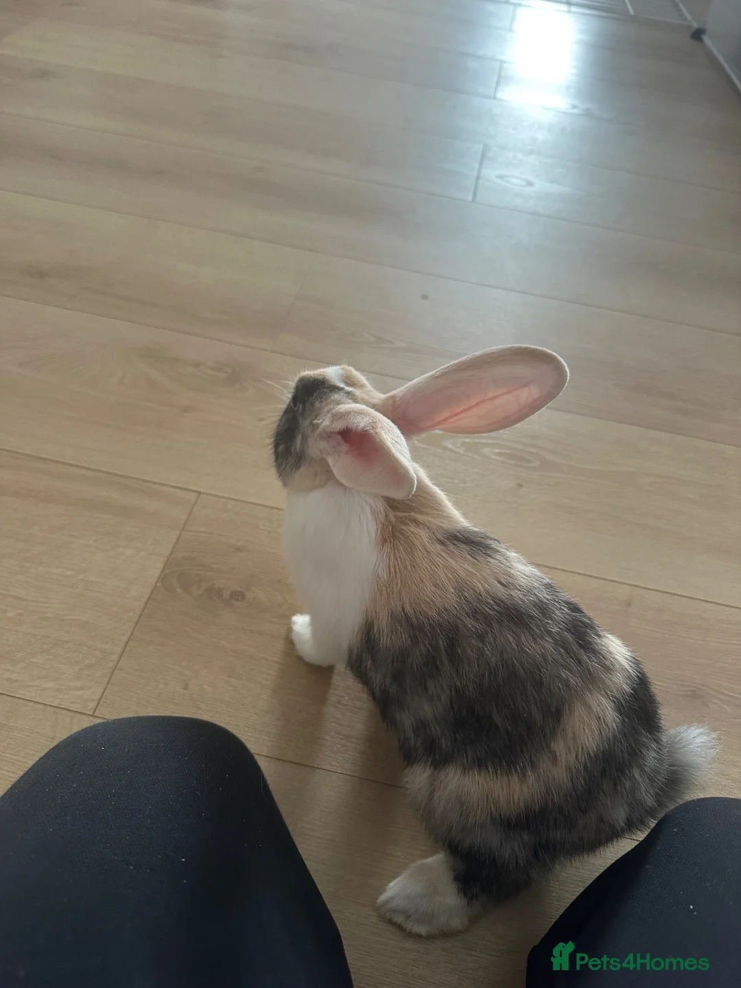 Mixed Breed rabbits for sale: Beautiful Spot mix Bunny in Gosport - Advert 8