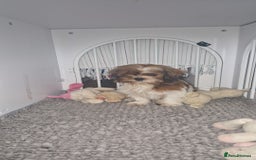 Shih Tzu dogs for sale: X2 Shih tzu puppies  - Image 8