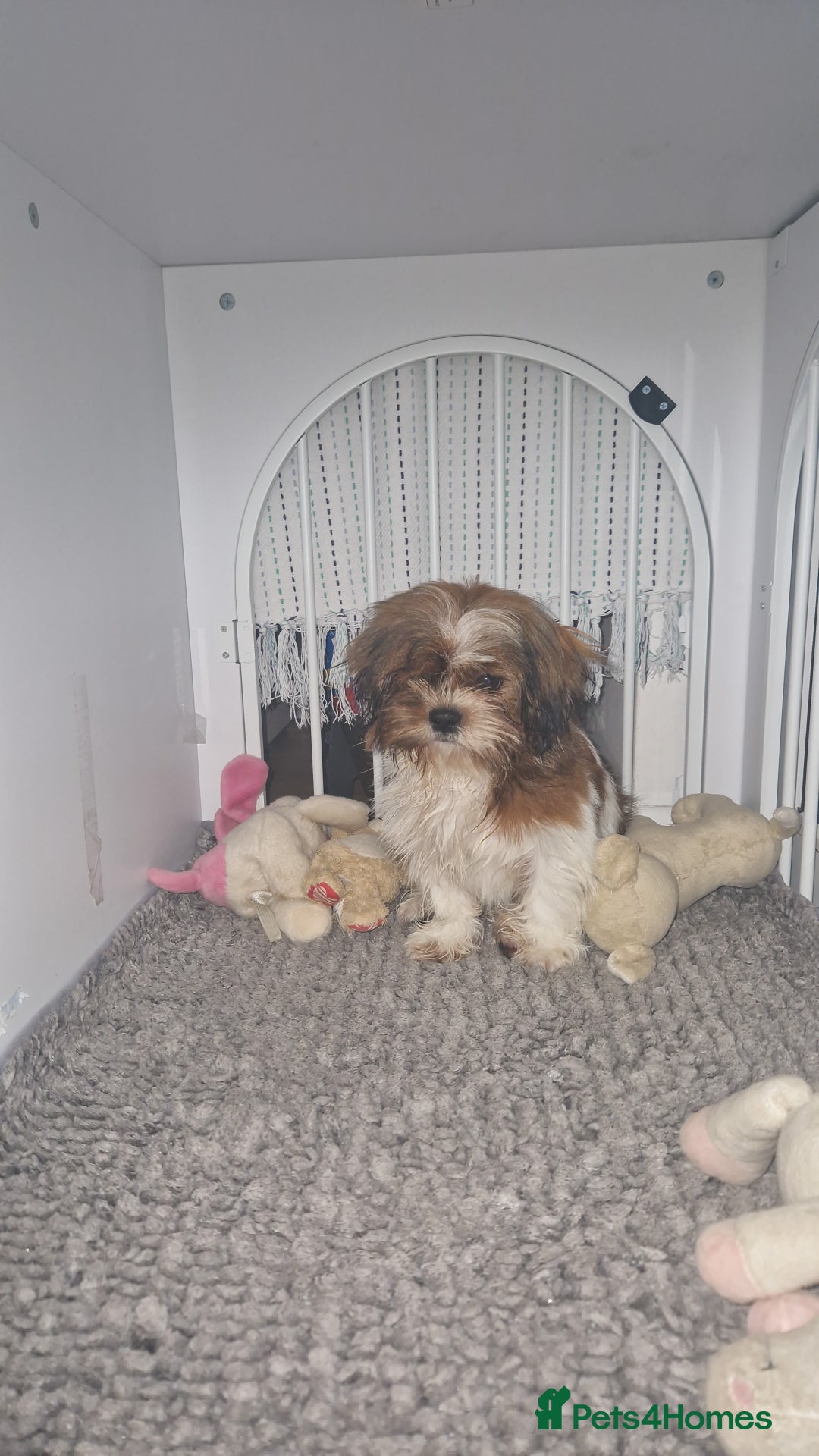Shih Tzu dogs for sale: X2 Shih tzu puppies  - Image 8