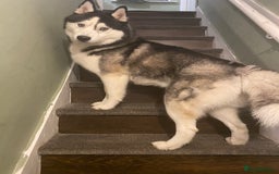 Siberian Husky dogs for sale: Kc Siberian husky - Image 4