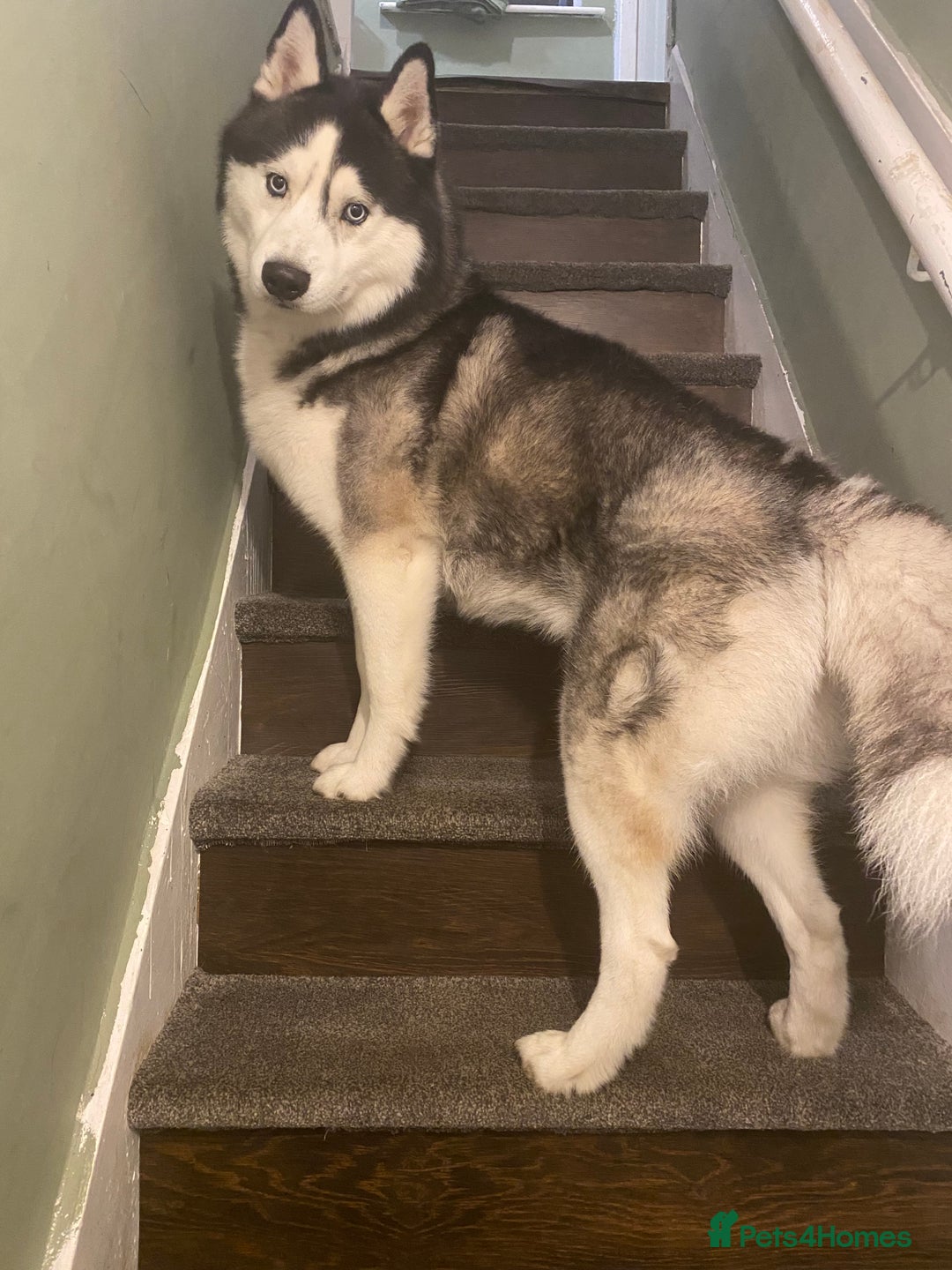 Siberian Husky dogs for sale: Kc Siberian husky - Image 4