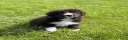 Border Collie dogs for sale: STUNNING BORDER COLLIE PUPS.  - Advert 28