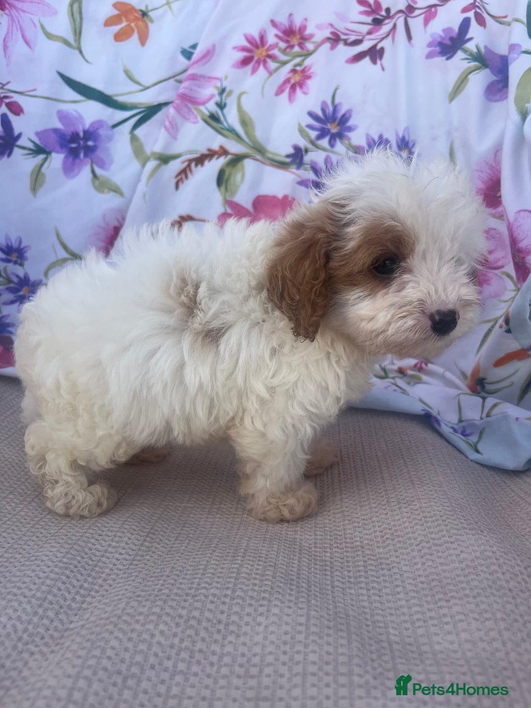 Cavapoo dogs for sale: Cavapoo puppies - Image 10