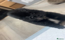 Pomeranian dogs for sale: Pomeranian puppies - Image 8