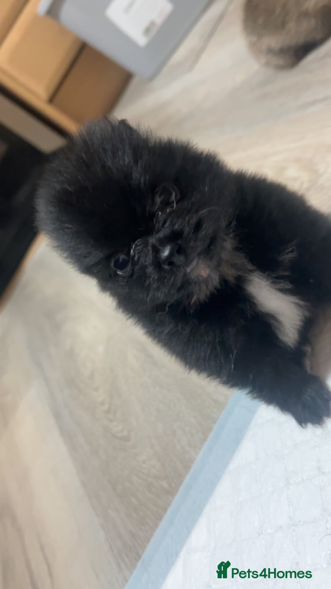 Pomeranian dogs for sale: Pomeranian puppies - Image 8