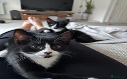Domestic Shorthair cats for sale: Two adorable brothers looking for a loving home - Image 3