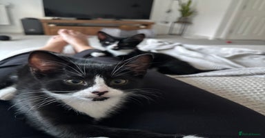 Domestic Shorthair cats - Advert 4