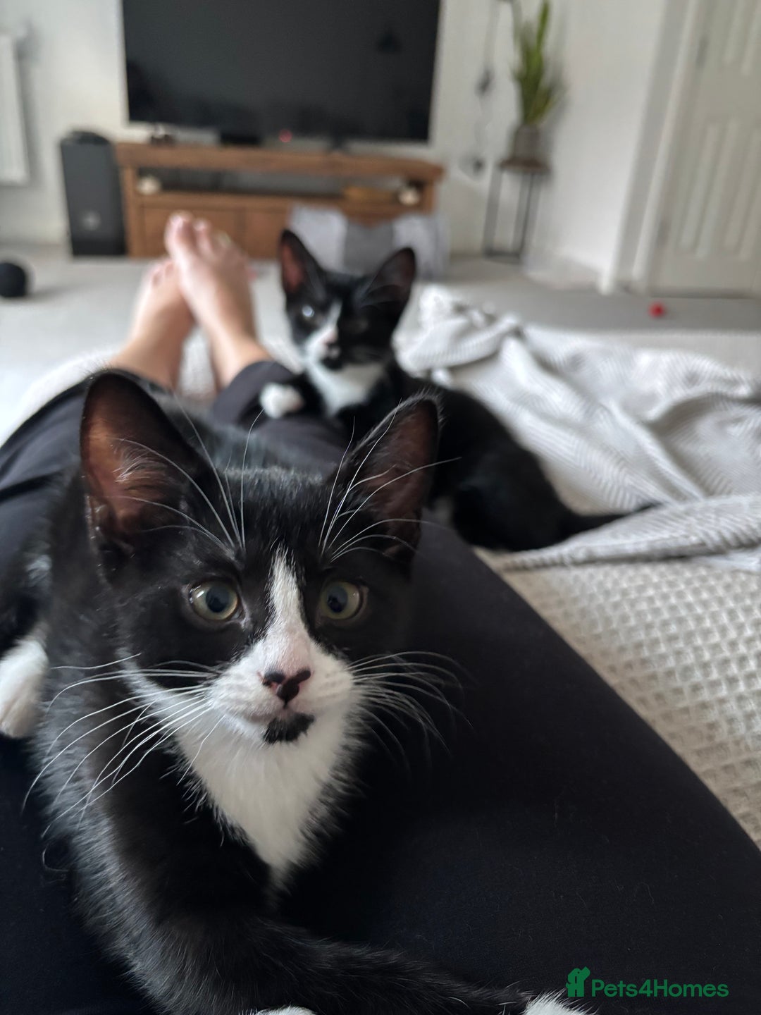 Domestic Shorthair cats for sale: Two adorable brothers looking for a loving home - Image 3