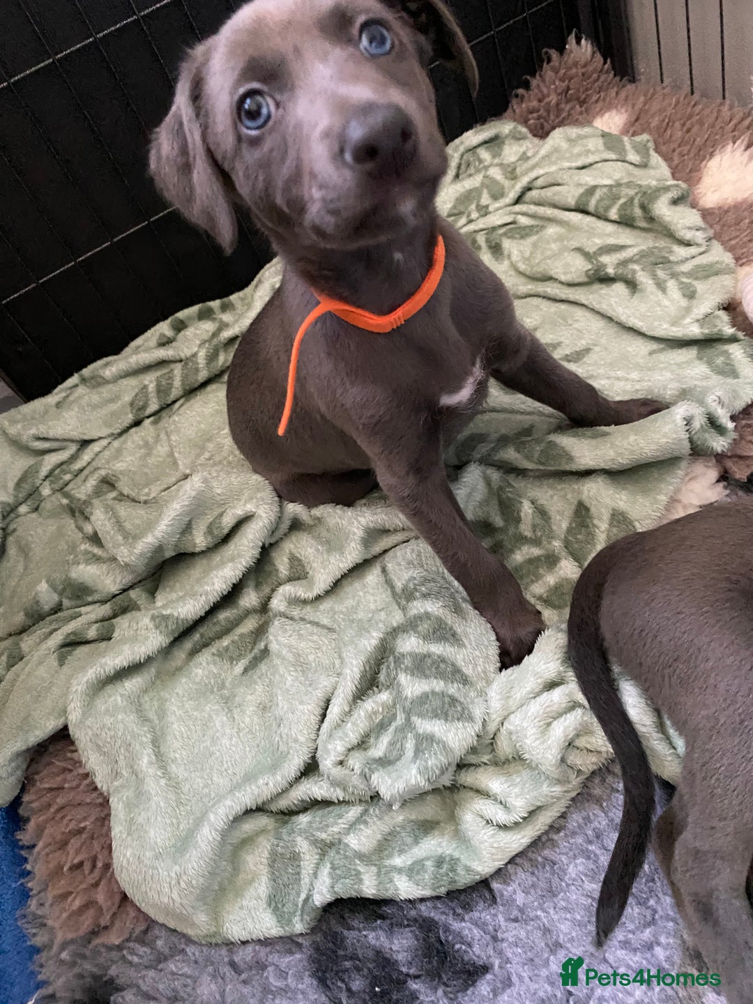 Mixed Breed dogs for sale: Bedlington whippet  - Advert 2