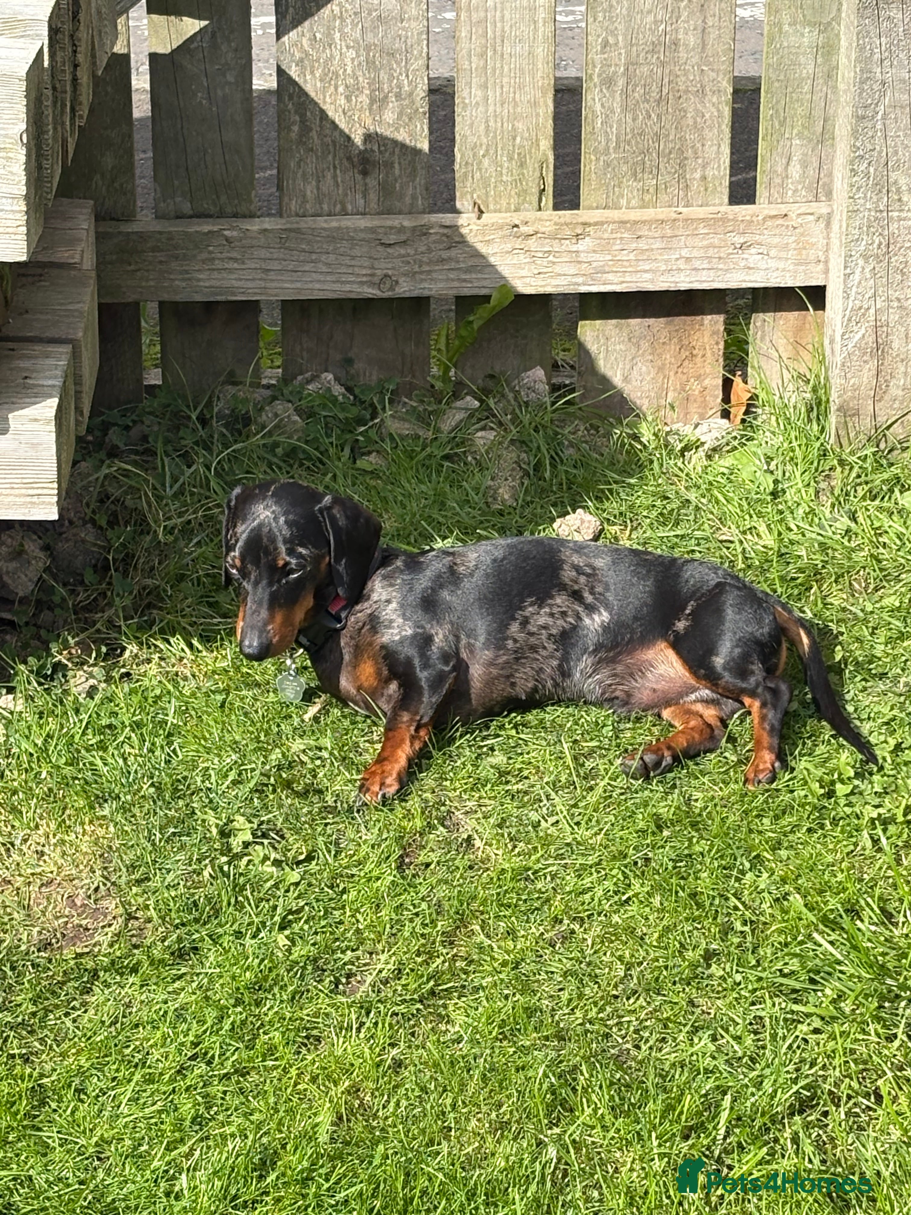 Dachshund dogs re-homing Miniature smooth-harlequin male Dashund - Advert 1