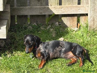 Dachshund dogs re-homing Miniature smooth-harlequin male Dashund - Advert 2