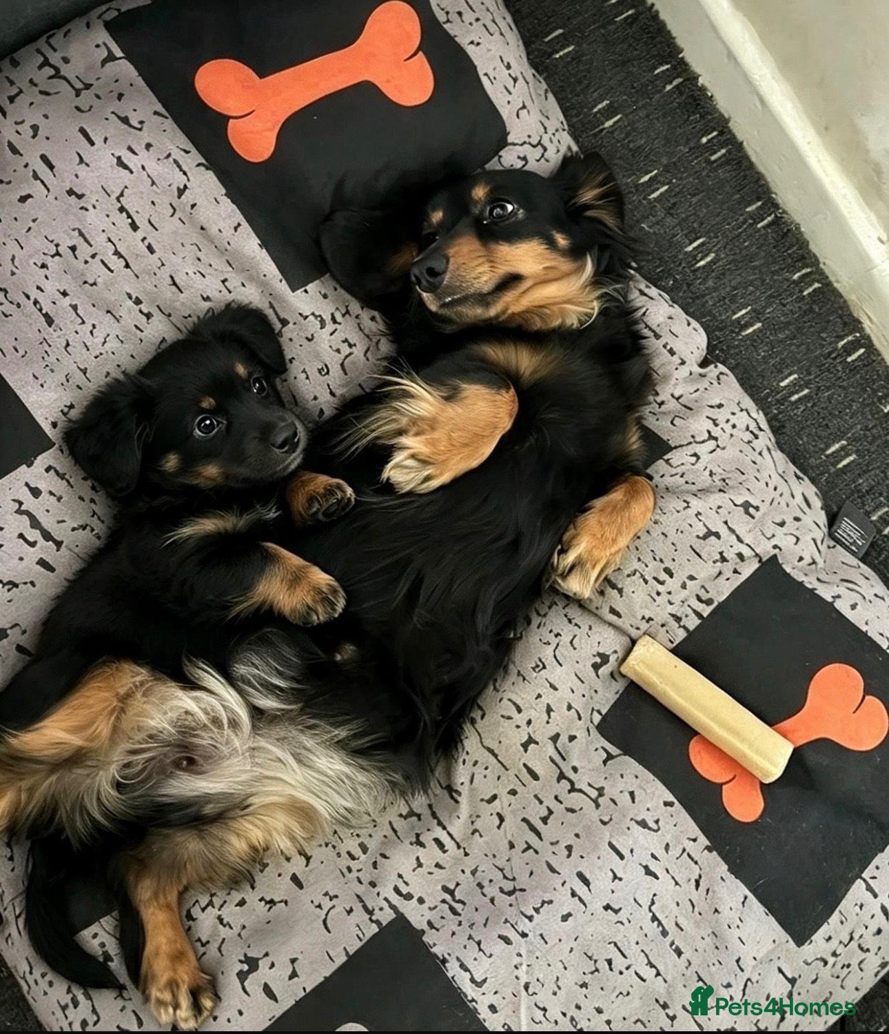 Miniature Dachshund dogs Long haired Dachshund puppies ready! - Advert 3