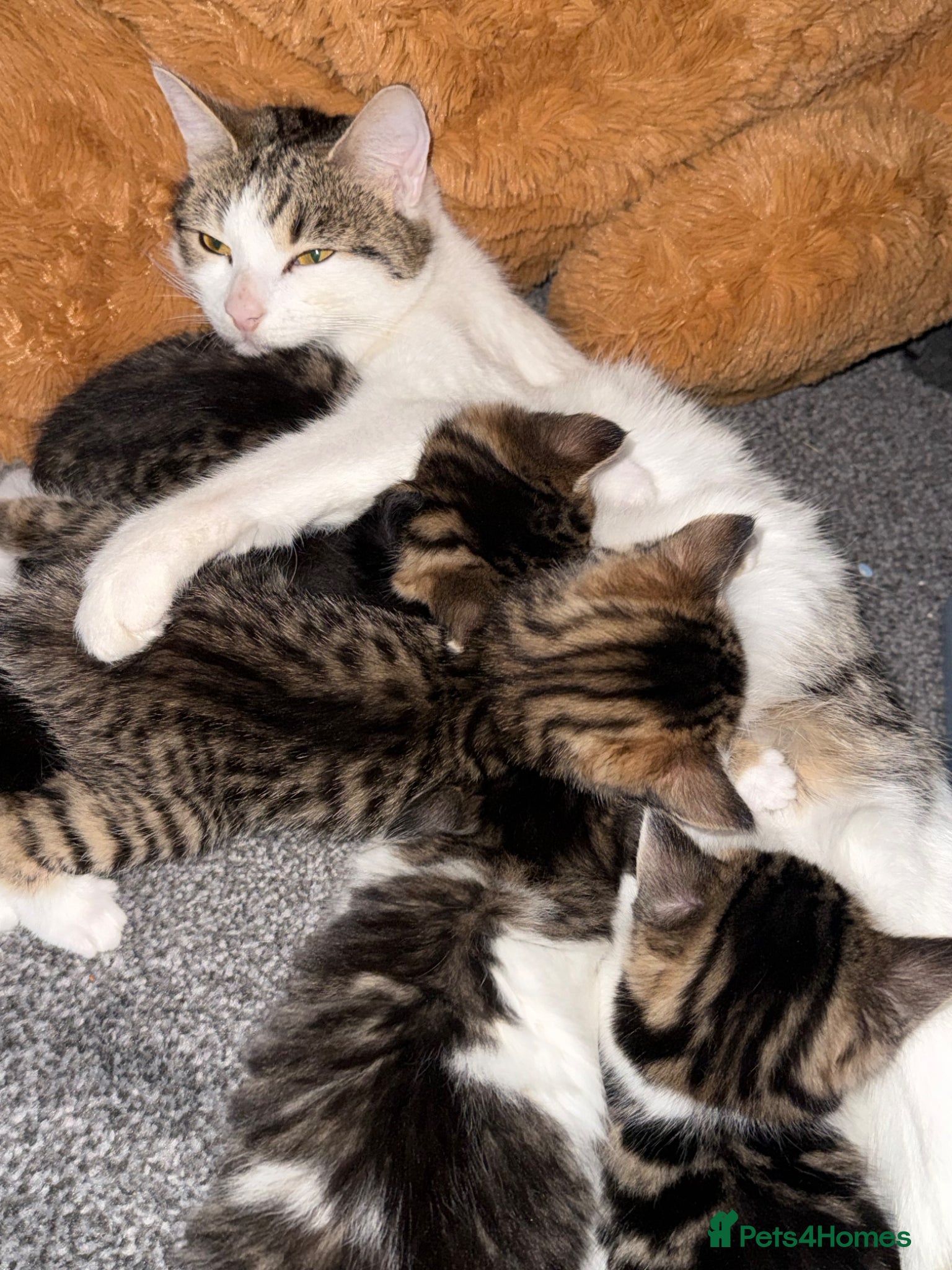 Domestic Shorthair cats 3 Cute Playful Kittens - Advert 3