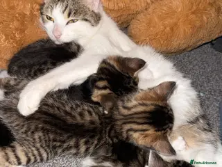 Domestic Shorthair cats 3 Cute Playful Kittens - Advert 3