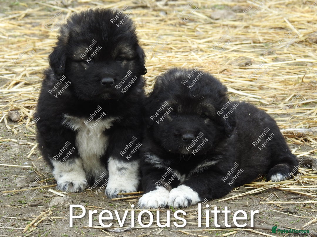 Caucasian Shepherd Dog dogs for sale: Caucasian Shepherd Pups - Advert 12
