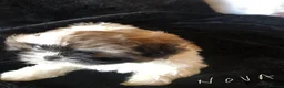 Shih Tzu dogs for sale: Beautiful Shih Tzu puppies  - Advert 14