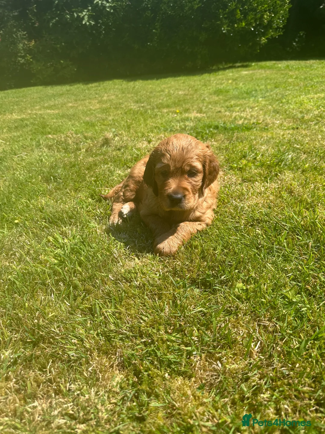 Mixed Breed dogs for sale: Golden Irish  - Advert 9