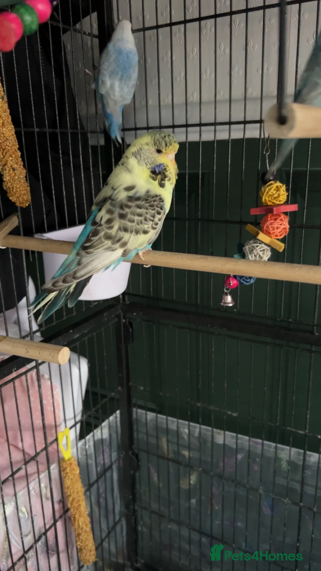 Budgerigars birds for sale: Exhibition female budgies - Advert 2