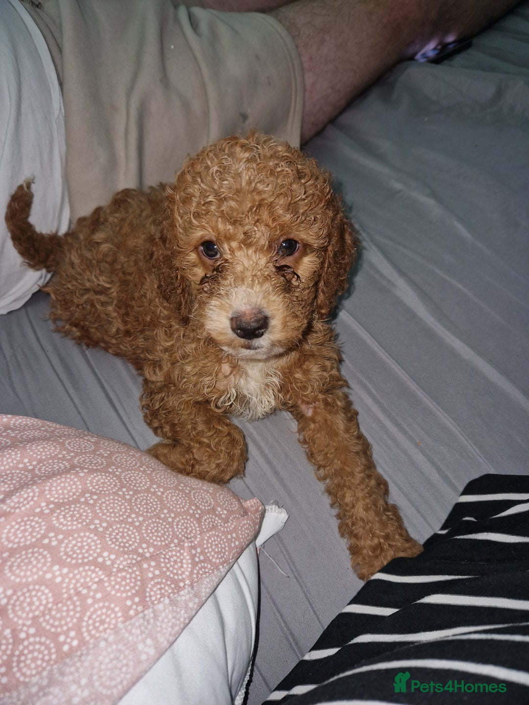 Cockapoo dogs for sale: F2 cockapoo puppies - Image 3