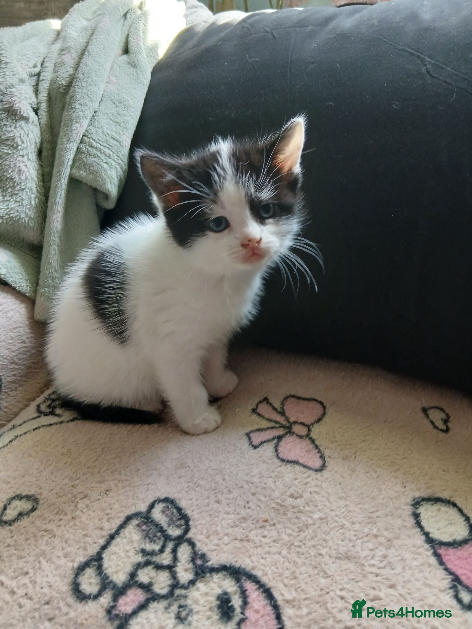 Mixed Breed cats Cute fluffy little kitten - Advert 3