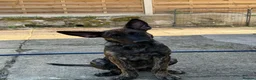 Belgian Shepherd Dog dogs for sale: Dutch Shepherd Puppies - Advert 26