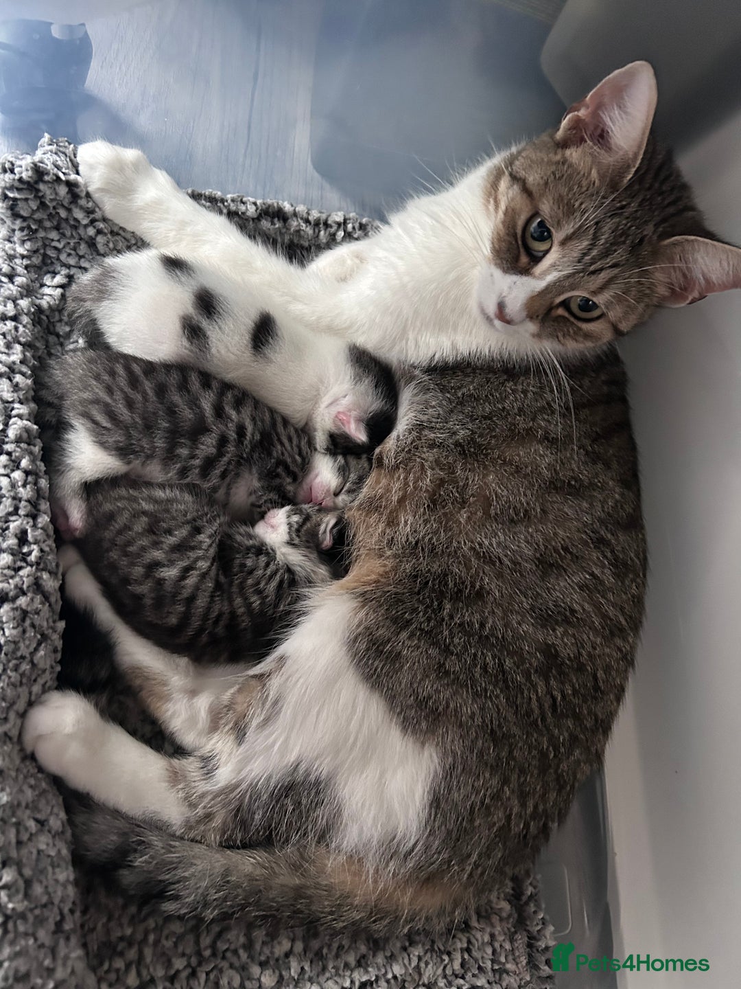 Mixed Breed cats for sale: Healthy, affectionate Kittens ready for  **  - Advert 12