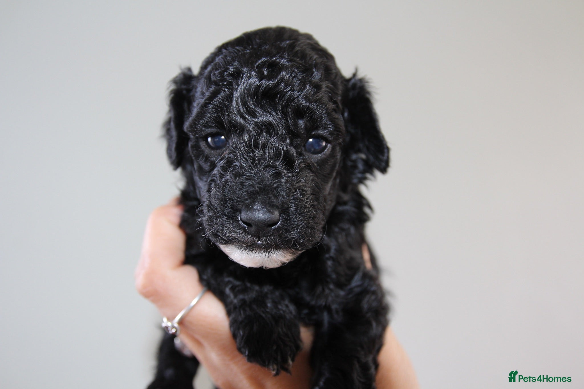 Miniature Poodle dogs Beautiful miniature poodle puppies  - Advert 8