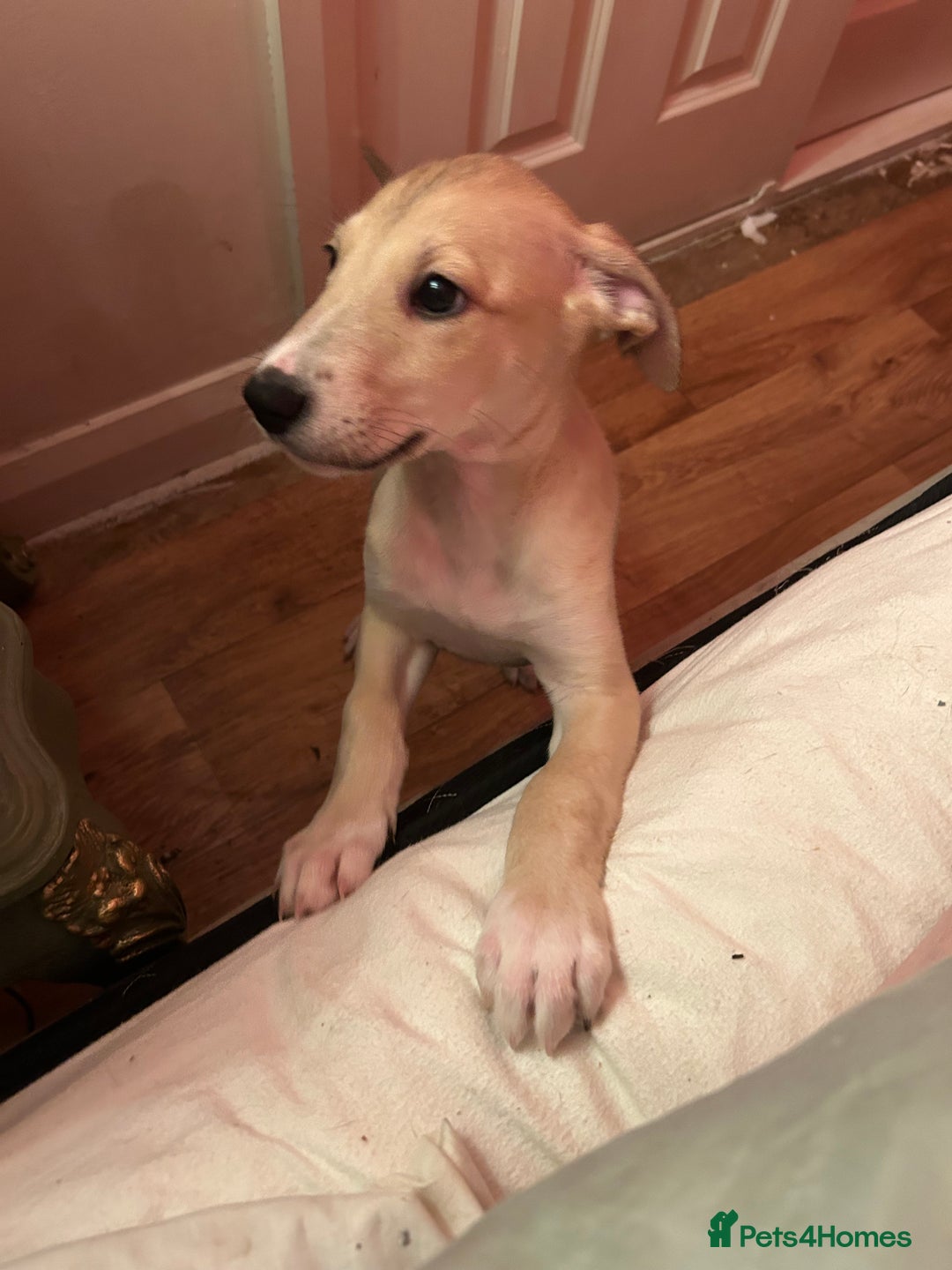 Mixed Breed dogs for sale: Salukigrey/bullgrey hound - Advert 4