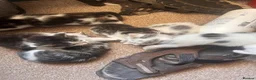 Mixed Breed cats for sale: Gorgeous litter of playful kittens - Advert 9